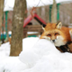 Image for article titled You Can Experience Fox Heaven in Japan